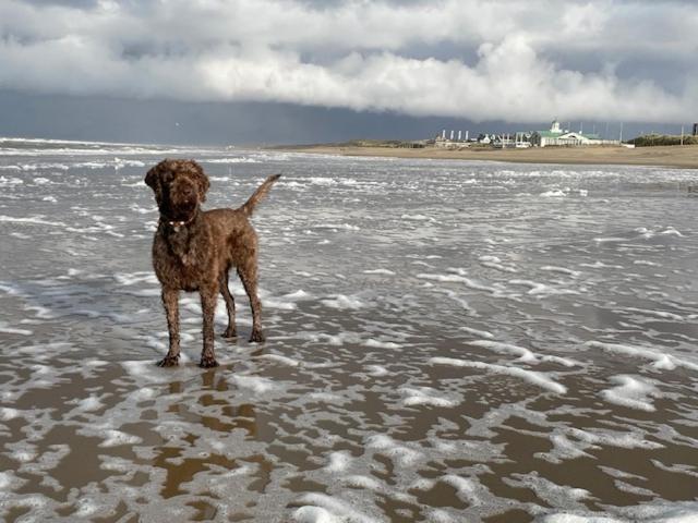 Zeebedstay Noordwijk Zewnętrze zdjęcie