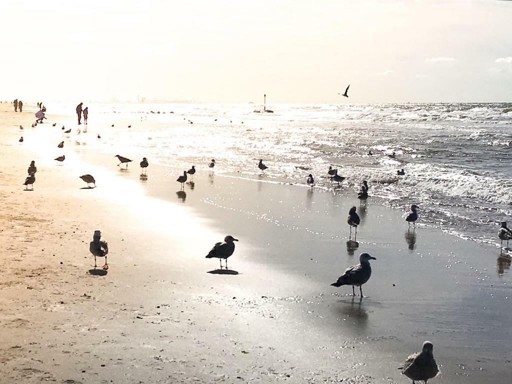 Zeebedstay Noordwijk Zewnętrze zdjęcie